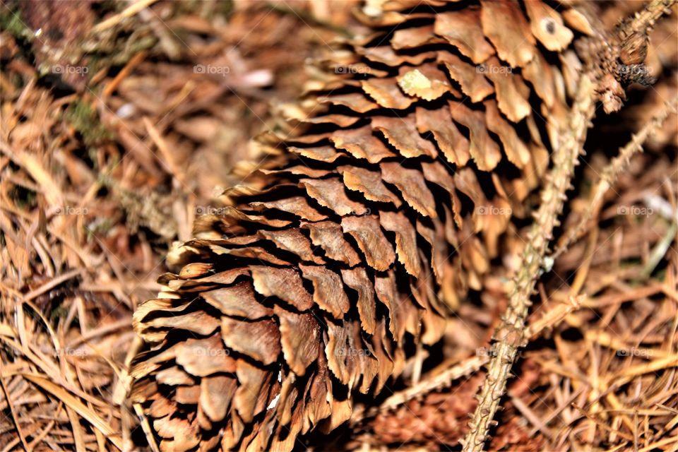 Nature, No Person, Tree, Closeup, Desktop