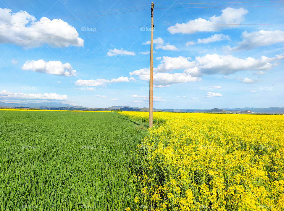 Rural summer field