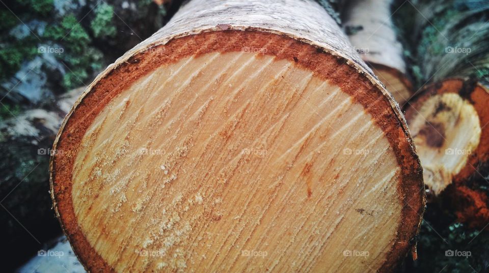 Cut birch