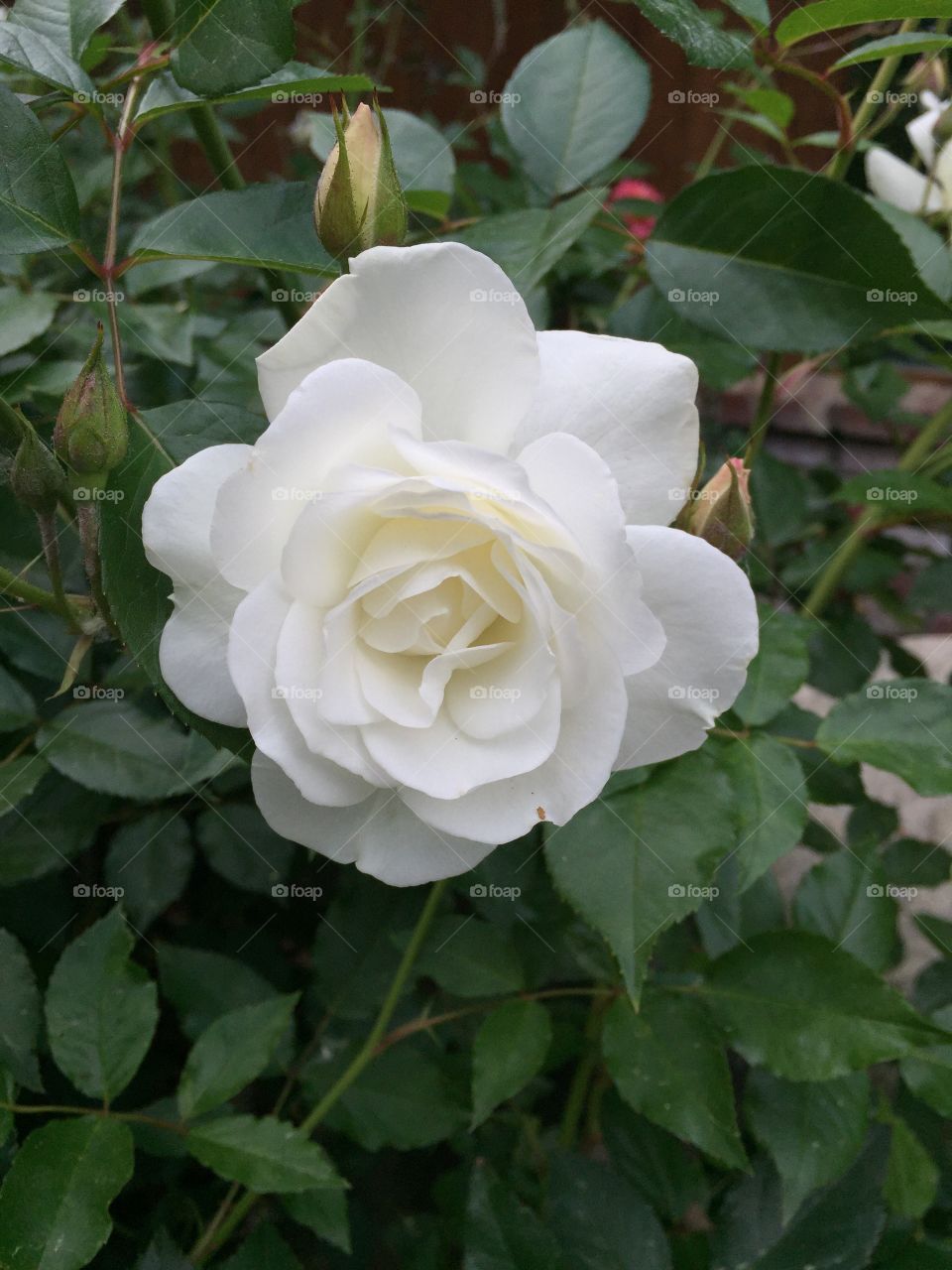 White rose