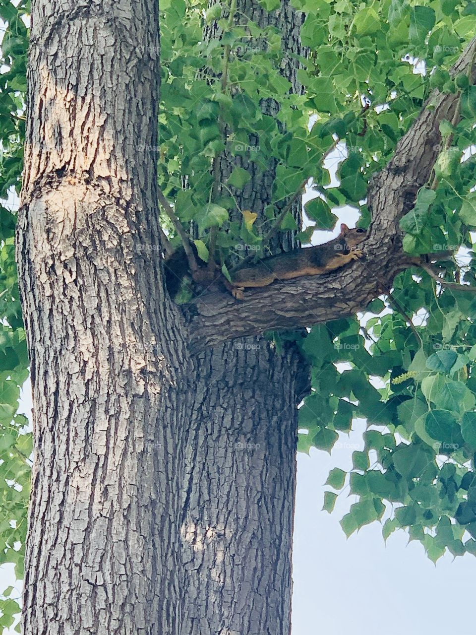 Squirrel laying in tree 