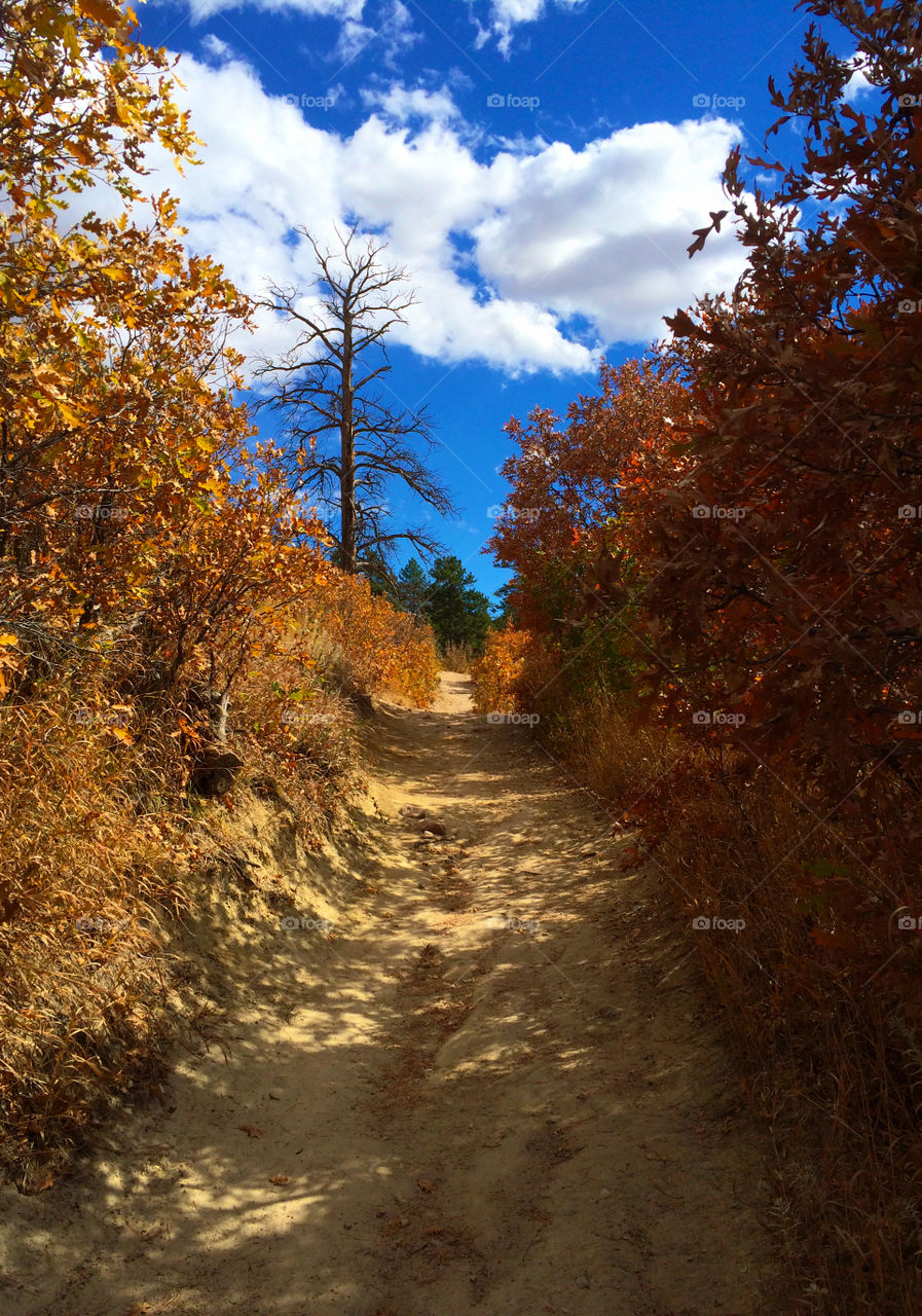 Dirt road between the autumn trees