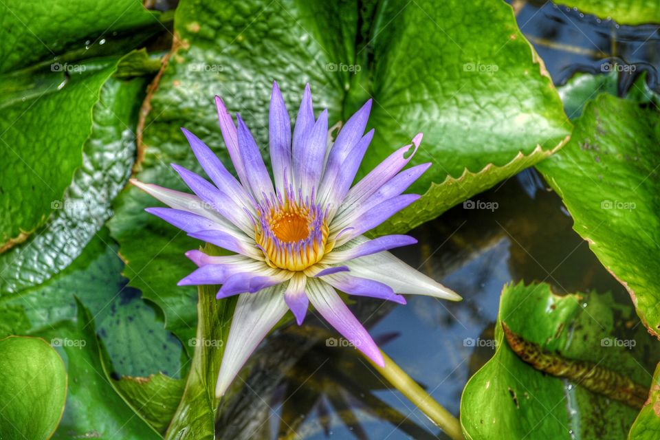 Purple lily pad flower I saw in a pond in humble Texas 