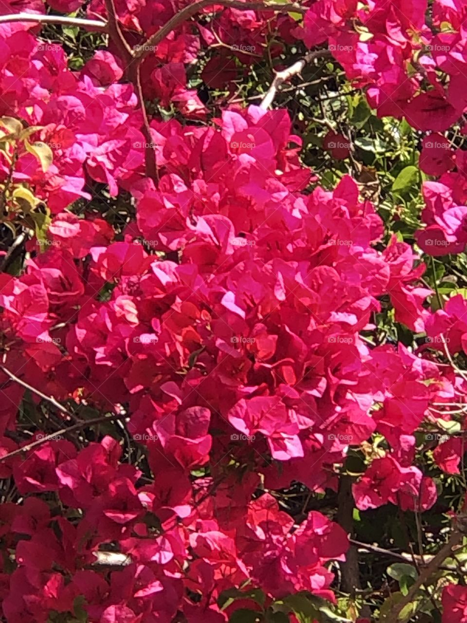 Beautiful pink bougainvilleas 