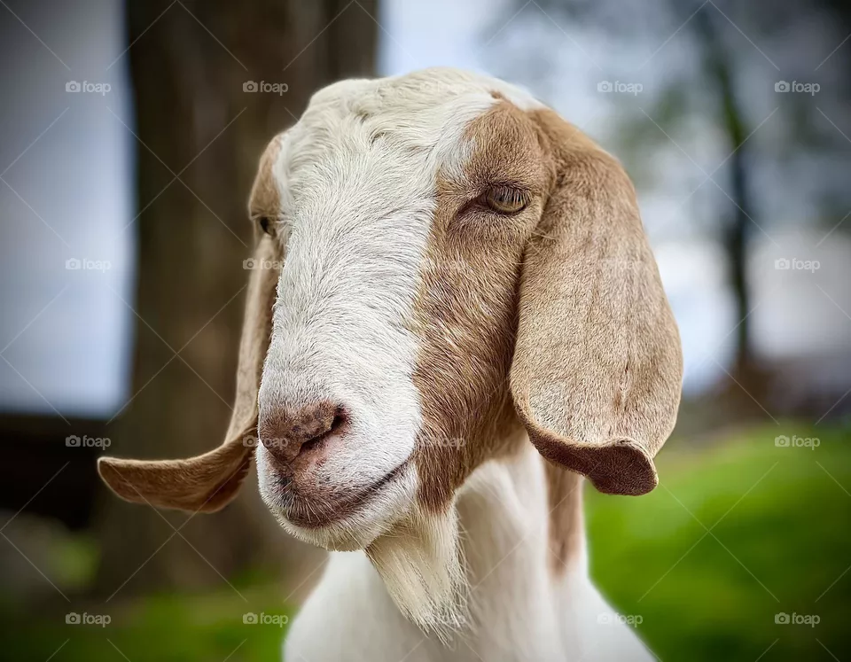 Goat