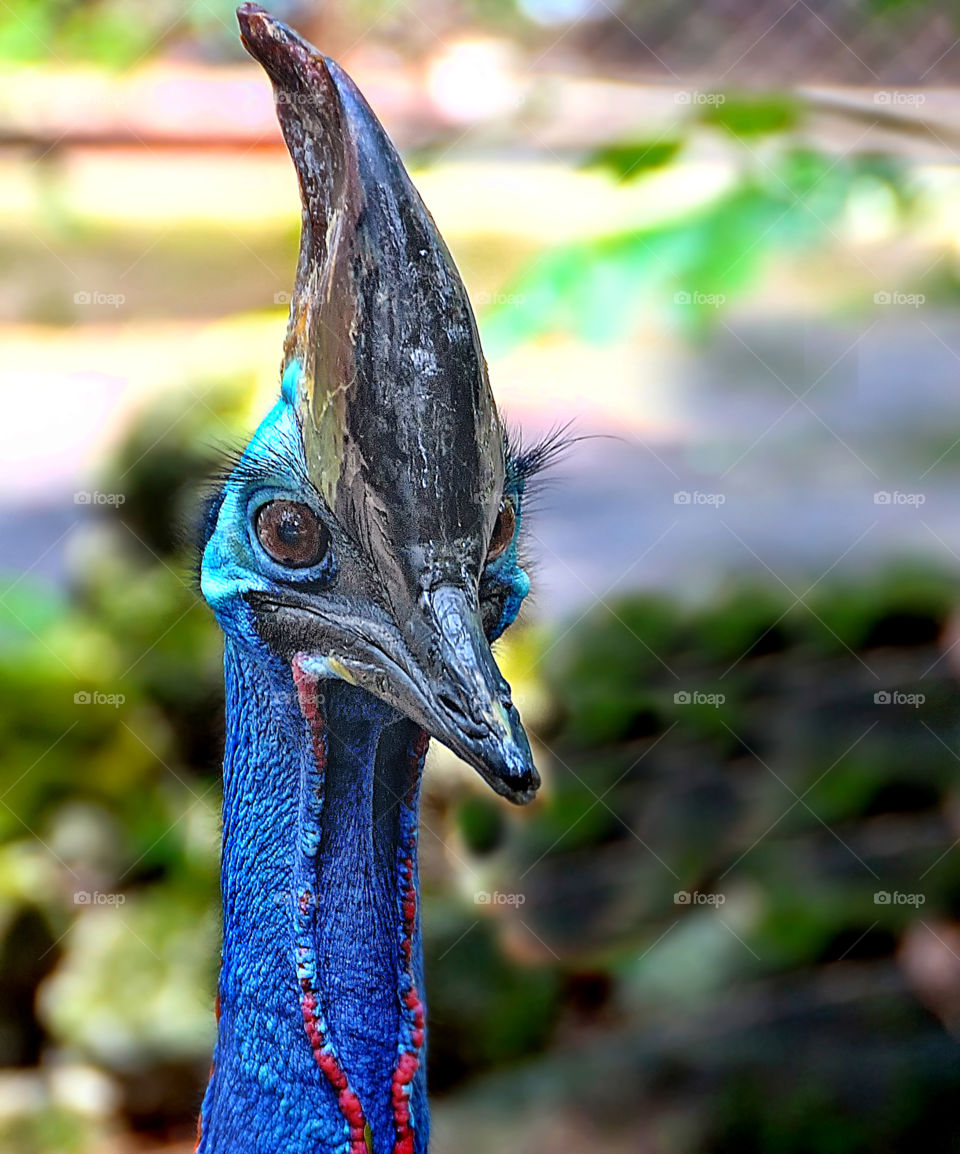 close up peacock