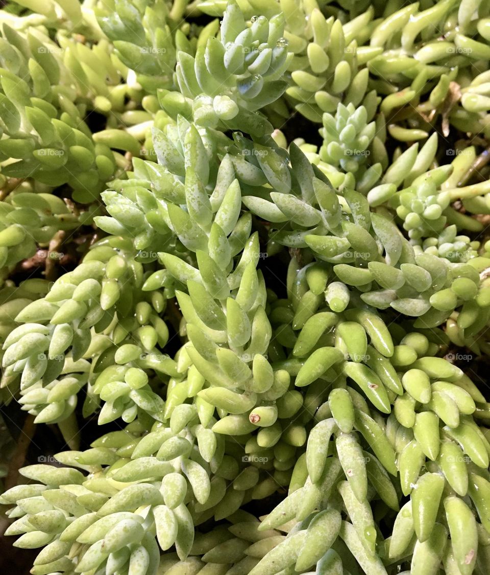 I don't know what this plant is called, but I liked it!