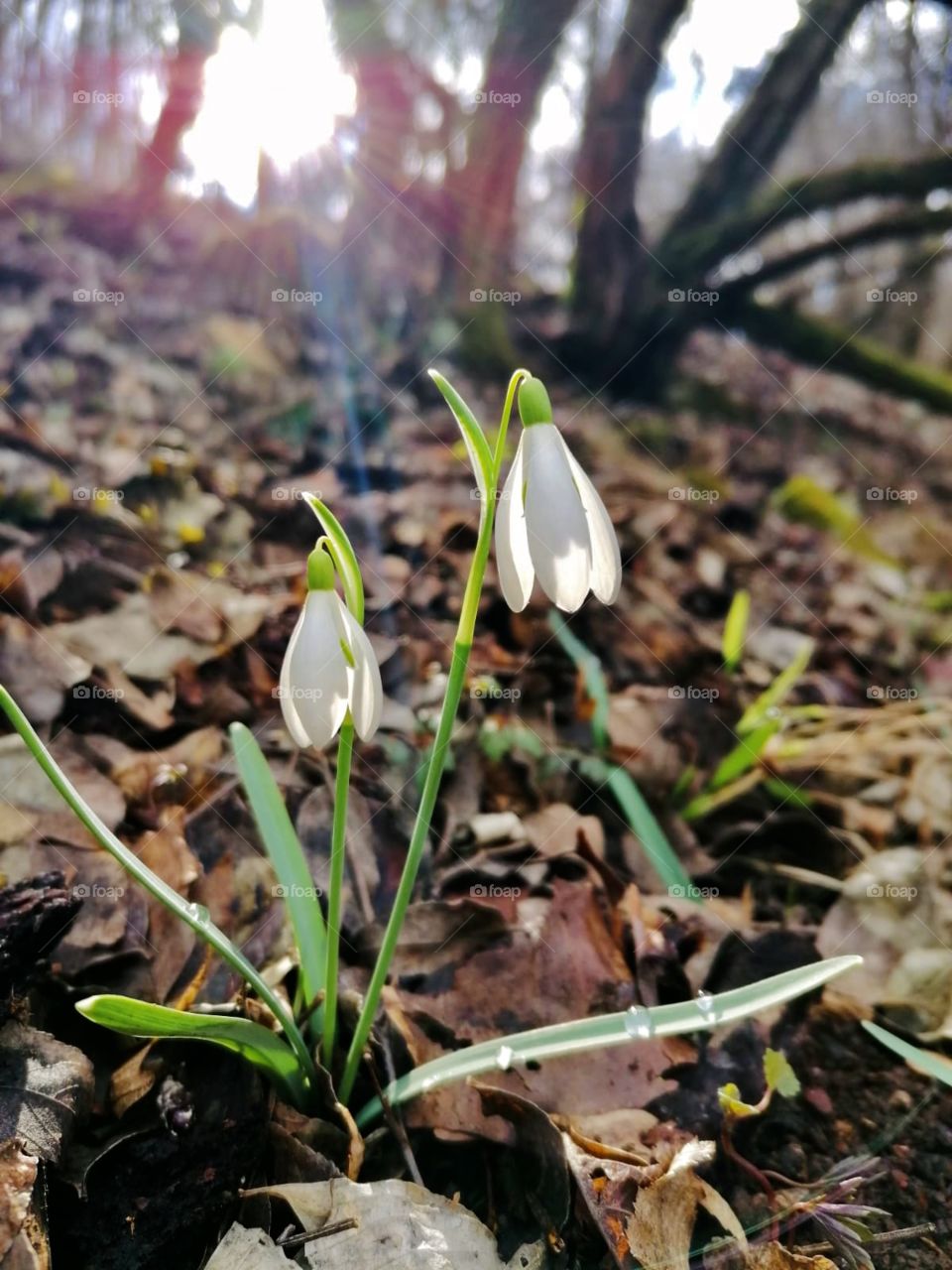 Snowdrops after snow 