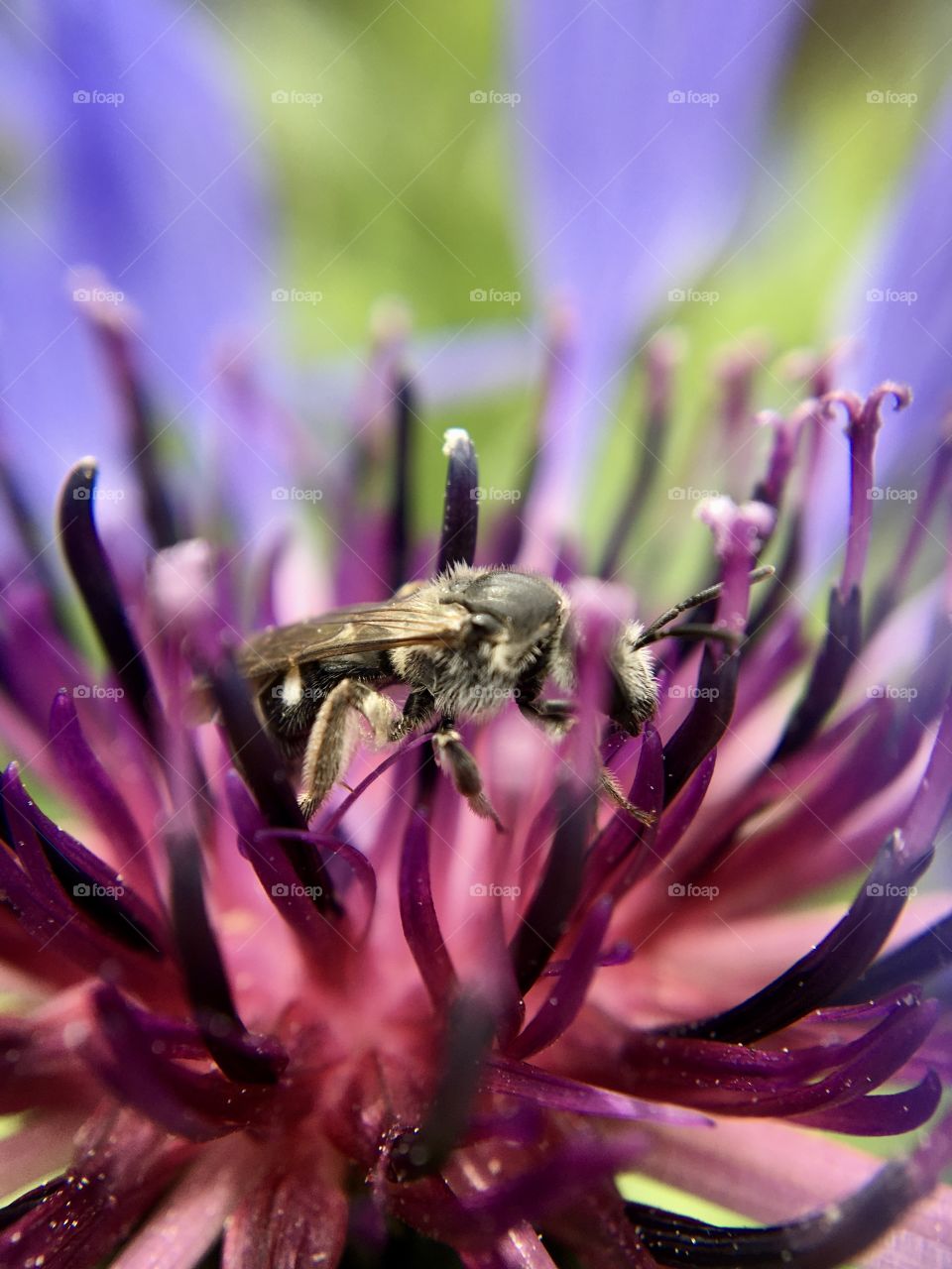A bee and a flower 