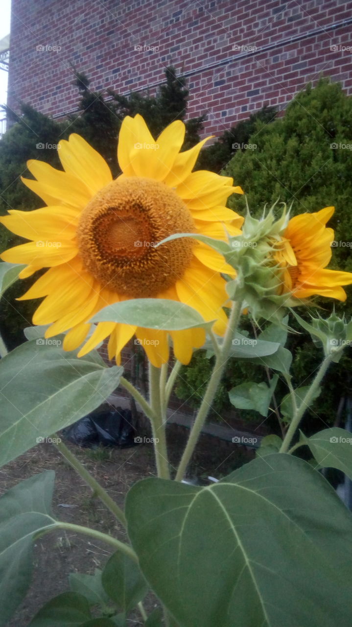 I love sunflower