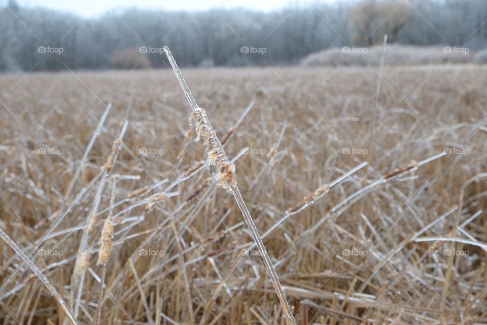 Ice reed