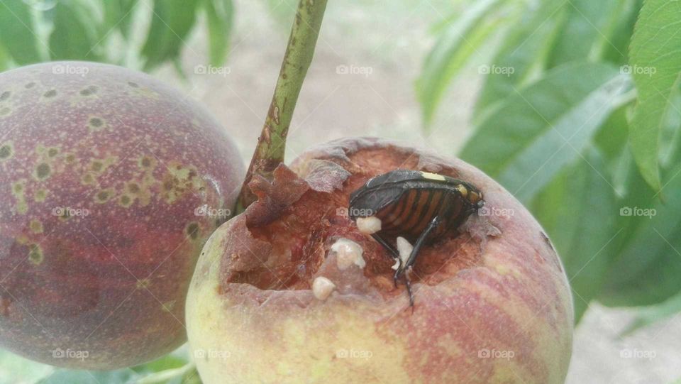 Fruit Chafer Beetle