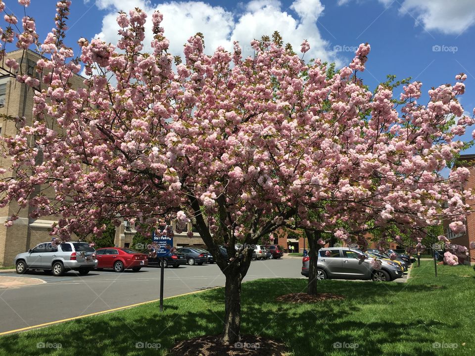 Japanese ornamental cherry