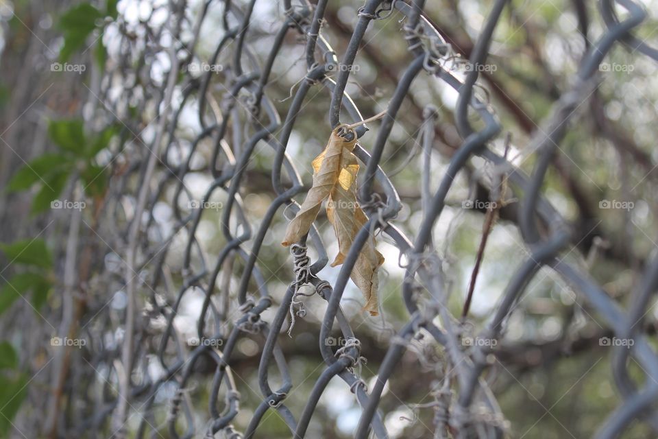 Caught in the fence