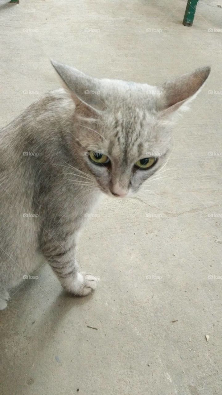 leave me alone!!! Human.