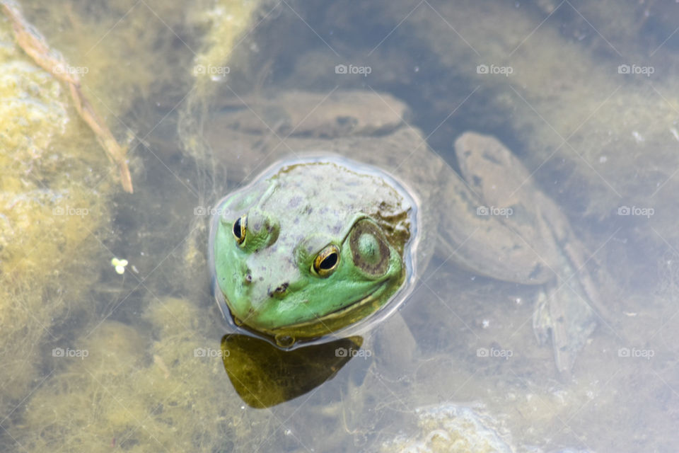A green frog in water 