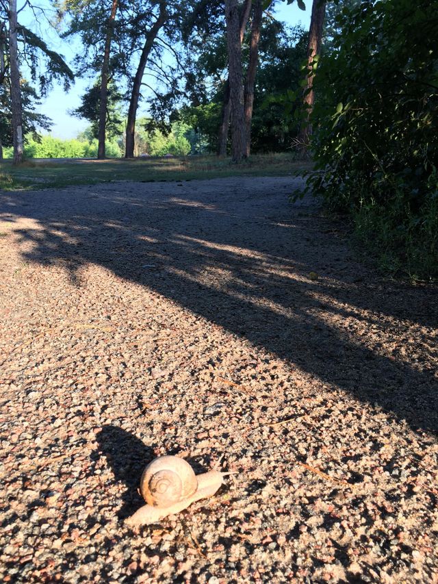 Snail in the forest 
