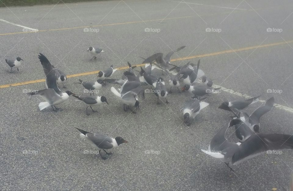 These seagulls are hungry vultures