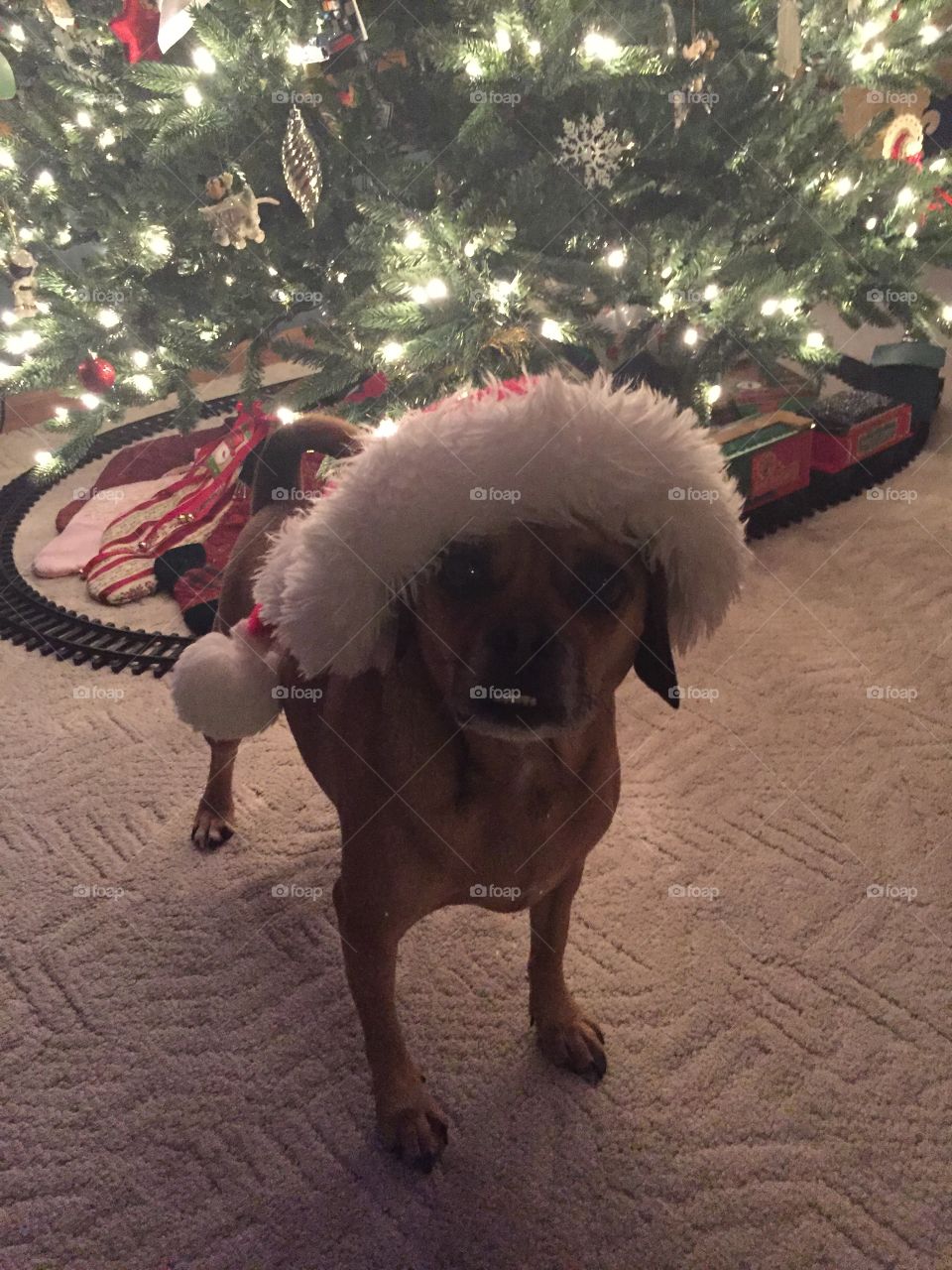 Dog with Santa hat on under Christmas tree