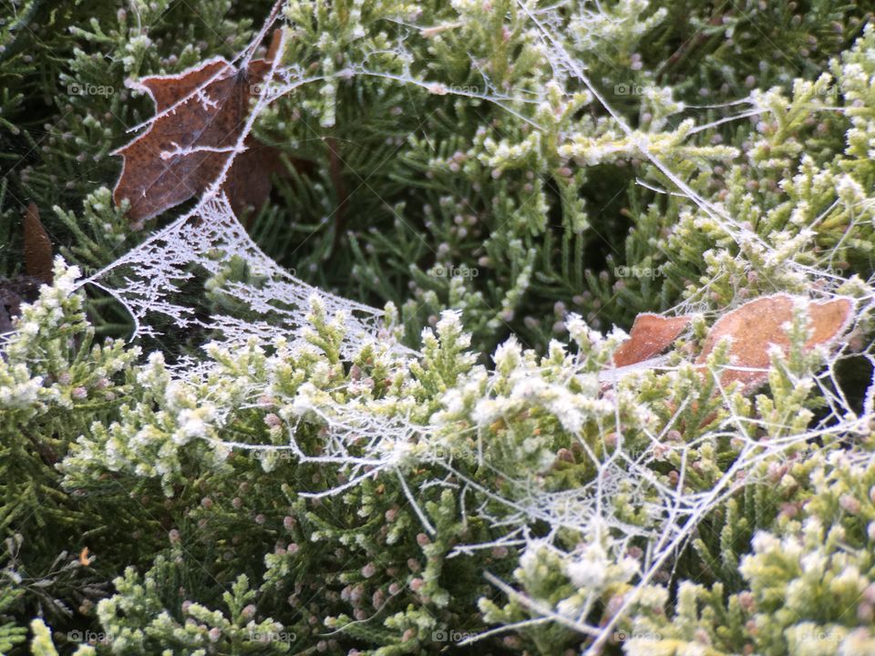 Frosted of spider web