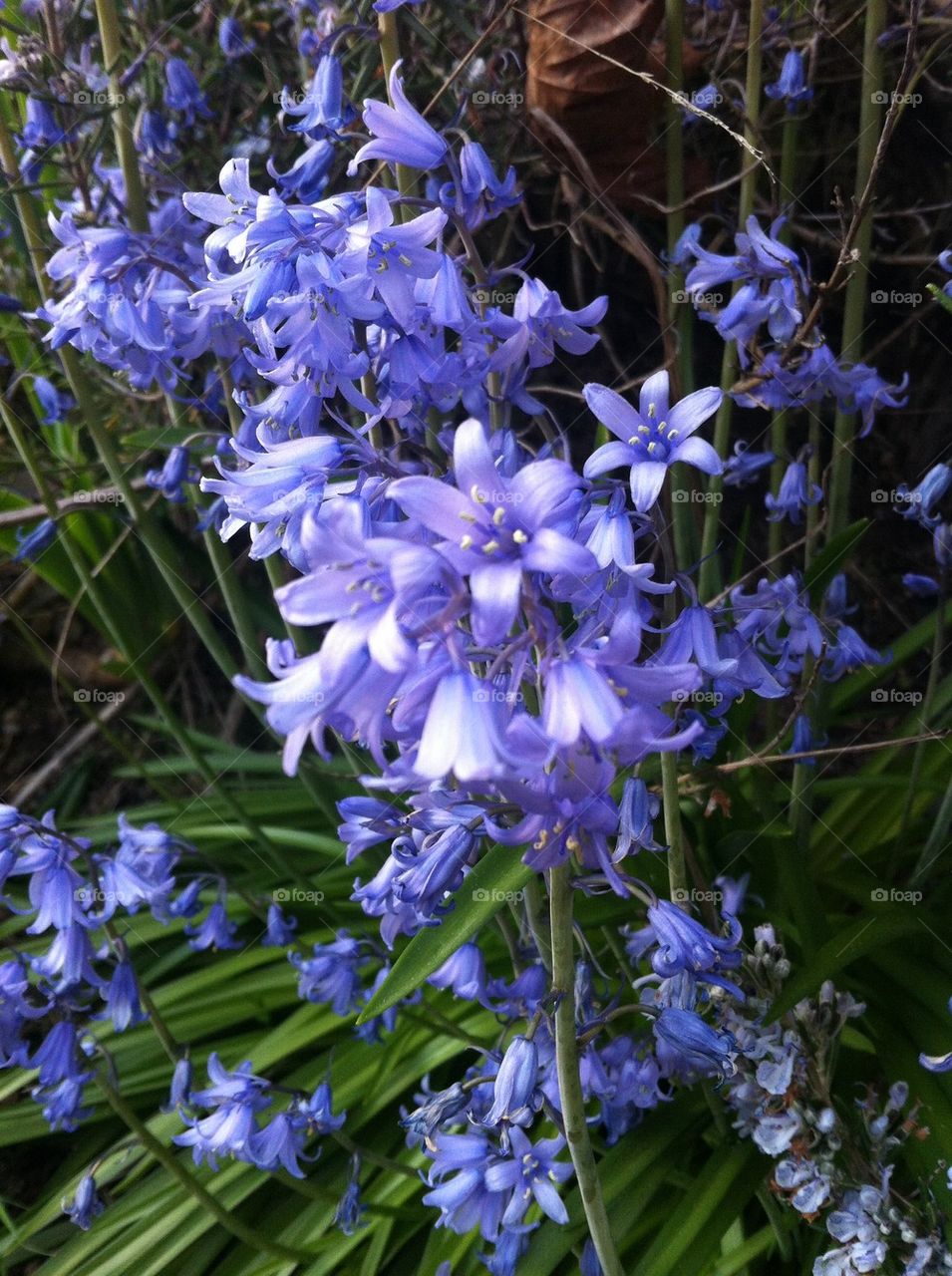 Bluebells