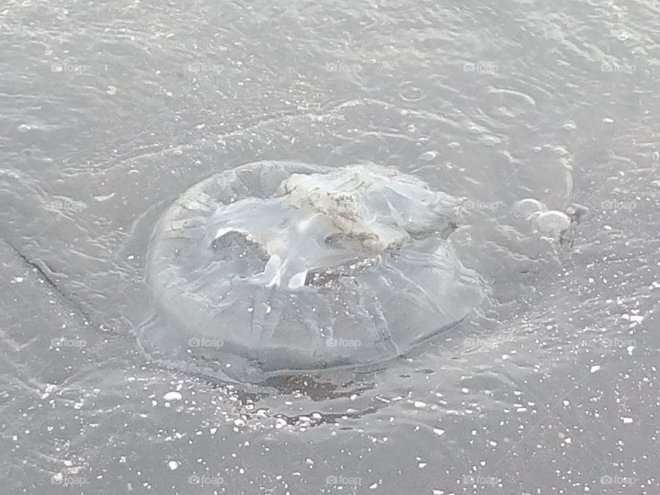 a dead jelly fish floating in the sea...