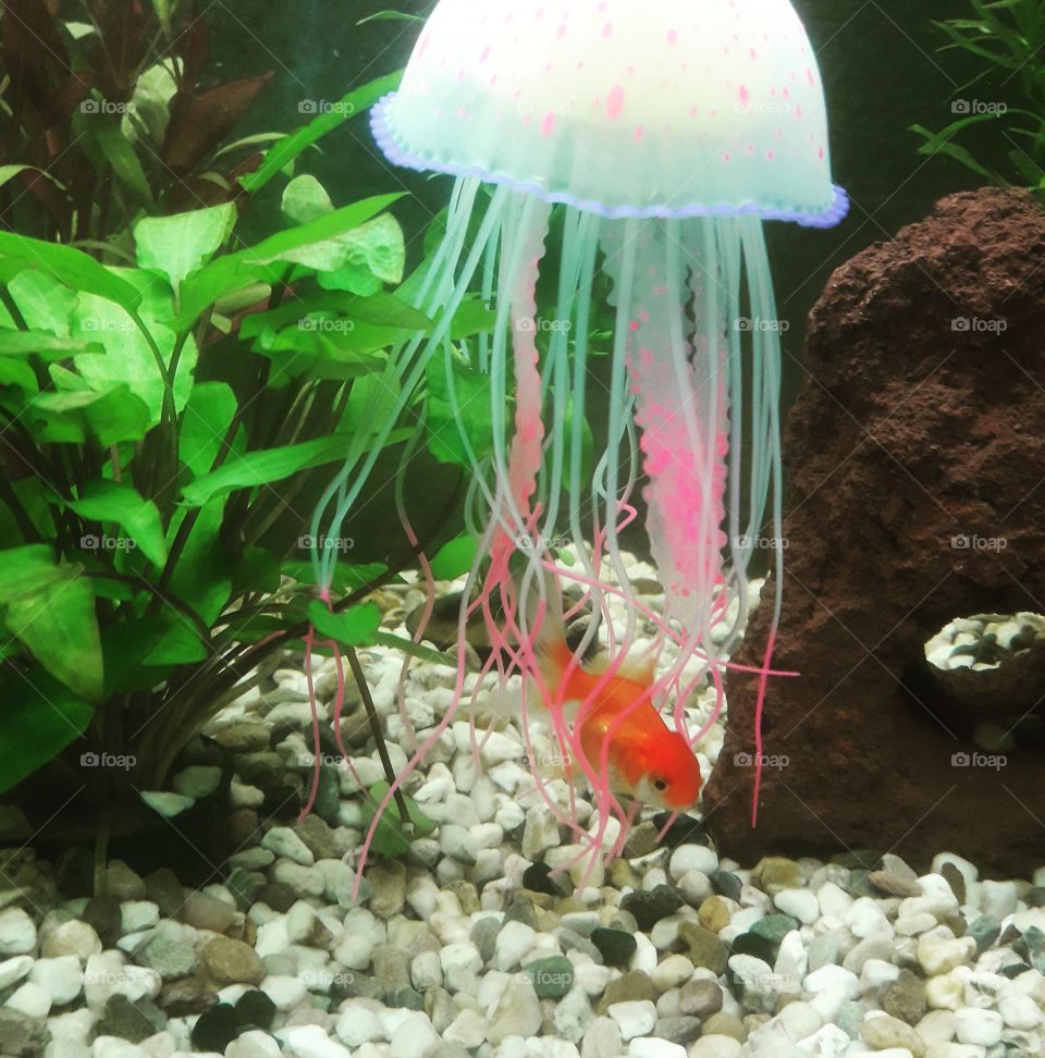my new aquarium