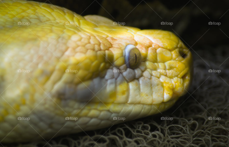White and yellow color python