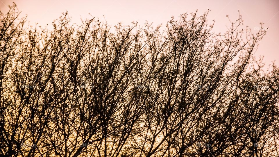 trees branches 