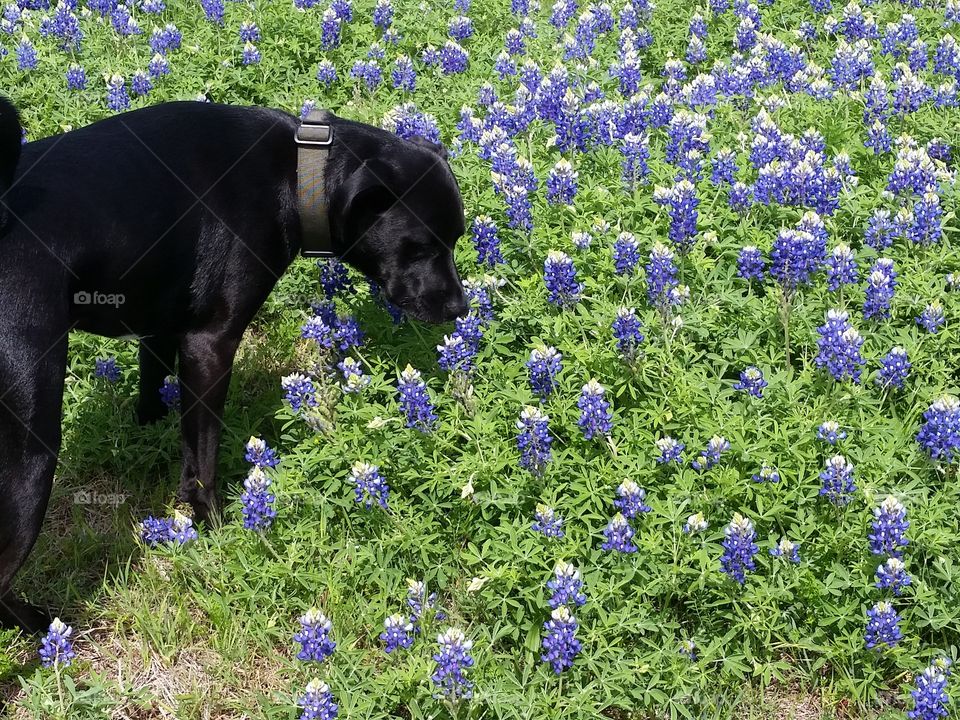 Dog smelling Blue Bonnets