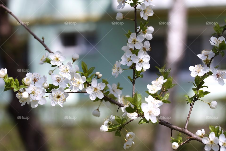 Cherry plum flowers