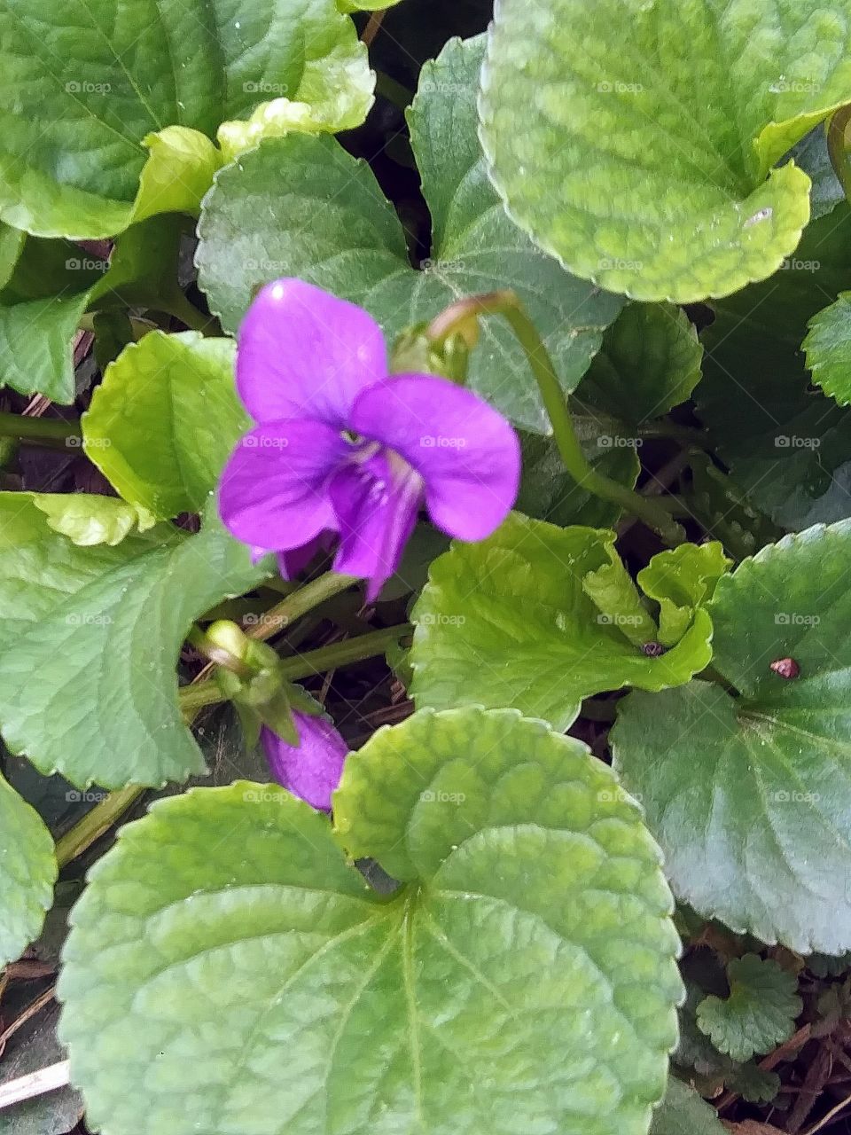 blooming violets in spring