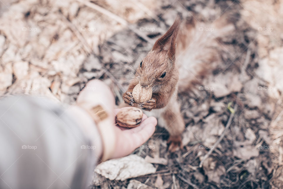 squirrel eats nuts from the hands of a woman