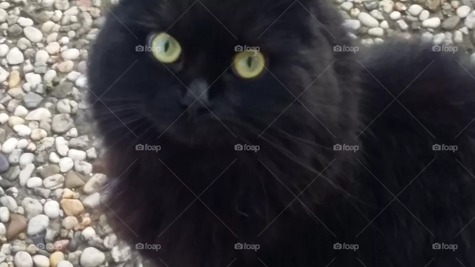 black cat close-up beauty