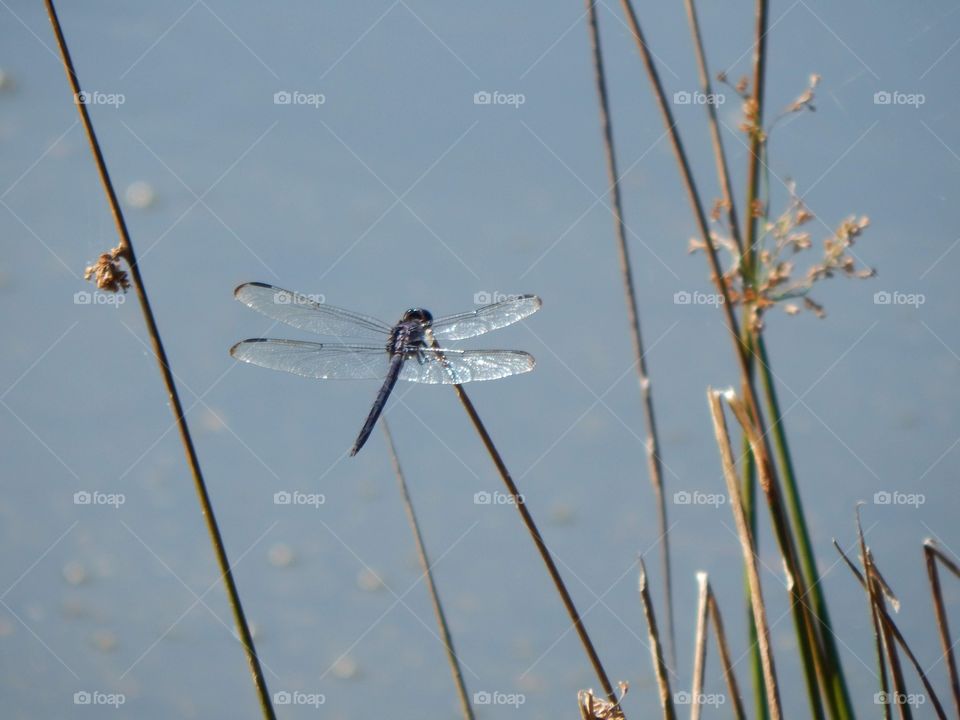 Nature’s Scenery, Dragonfly 