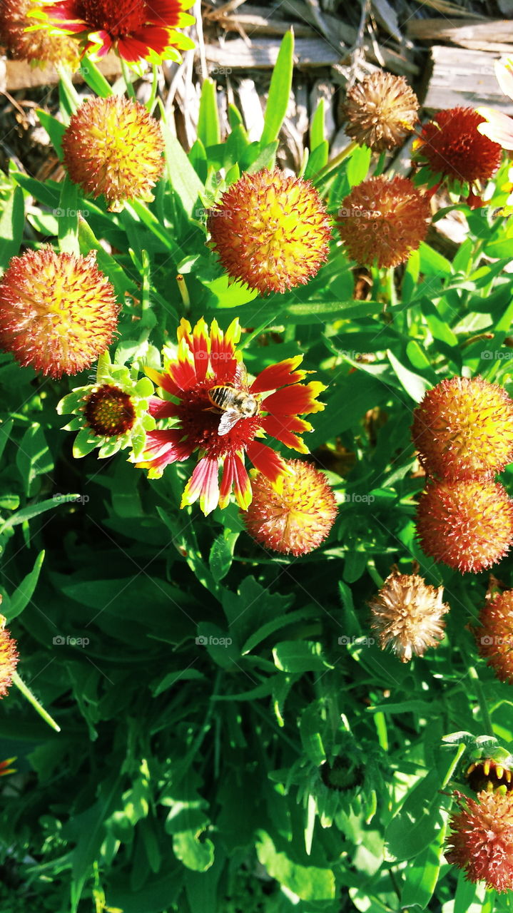 beeutiful. beeutiful