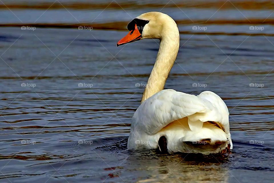 Close up on a Swan in the pond of Suscinio's castle