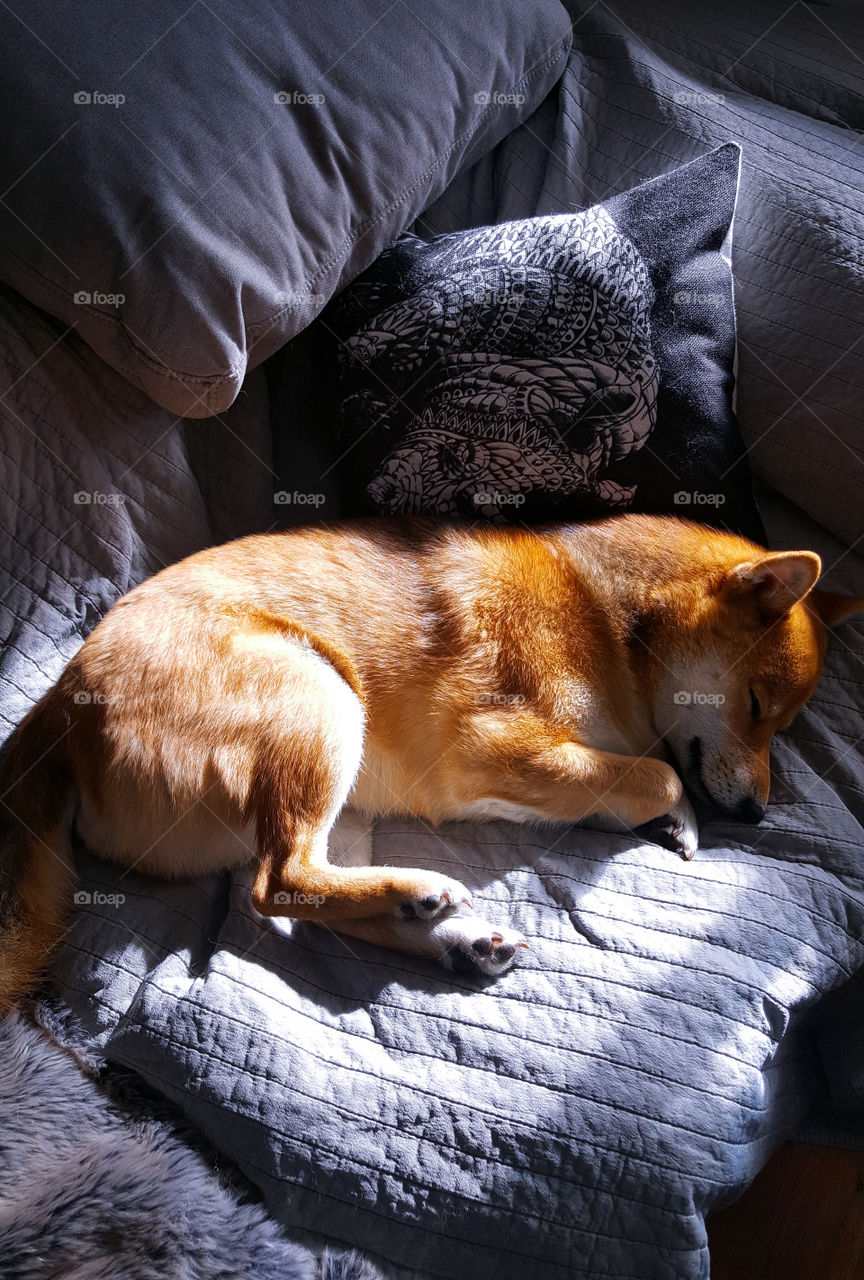 shiba sleep