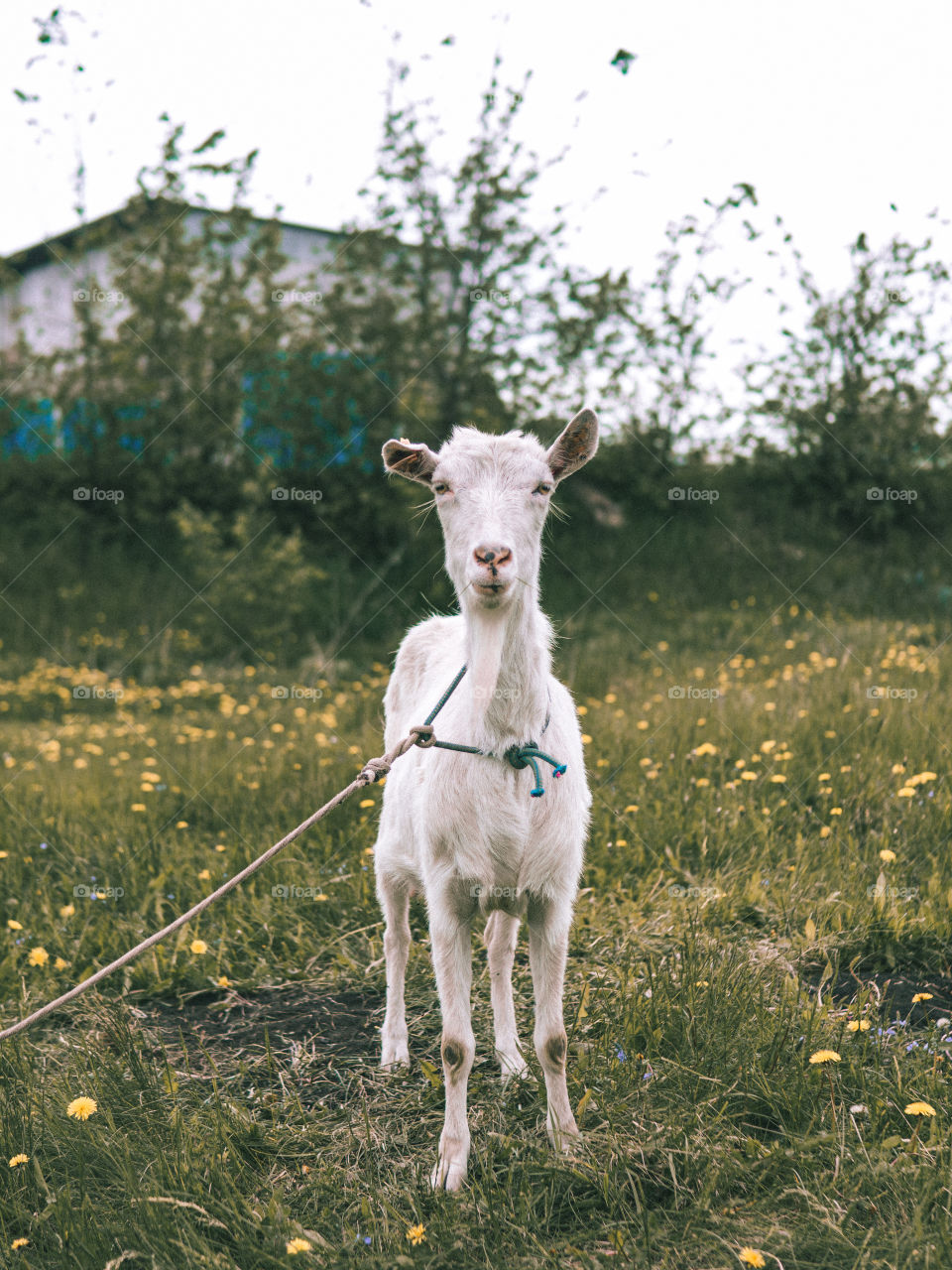 Cute goat