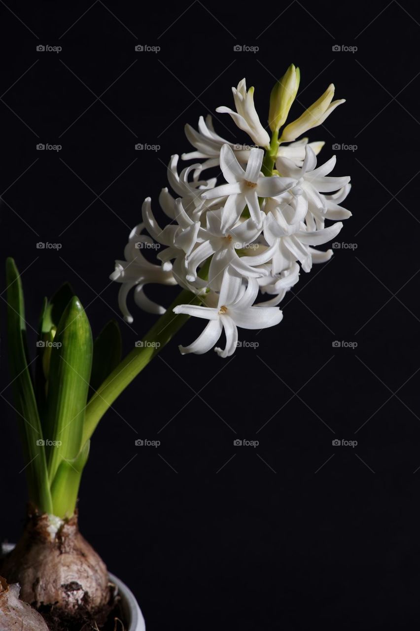 white hyacinth flower