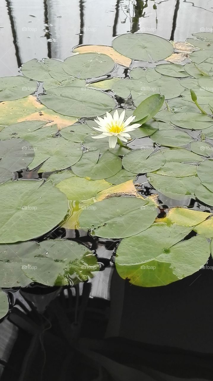 Water lily pads