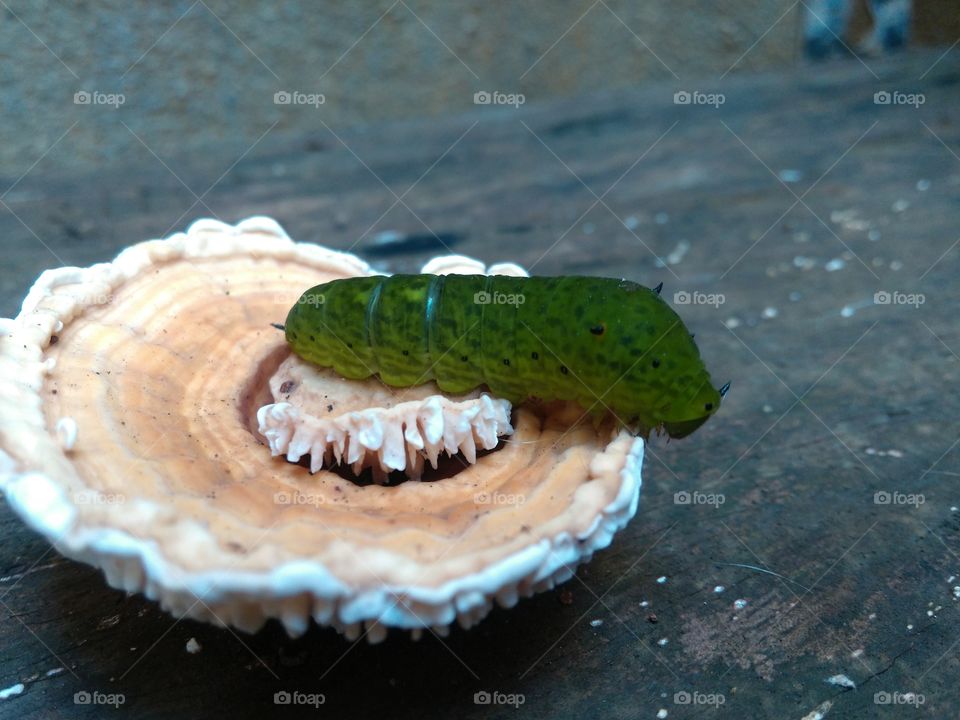 caterpillar & mushroom