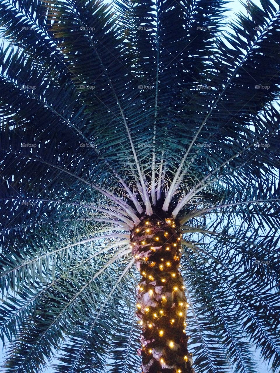 Christmas palm tree