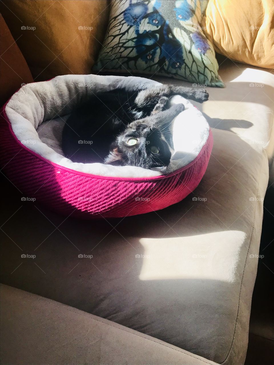 Darling black kitty laying in sun bean with shadows looking at the camera. 