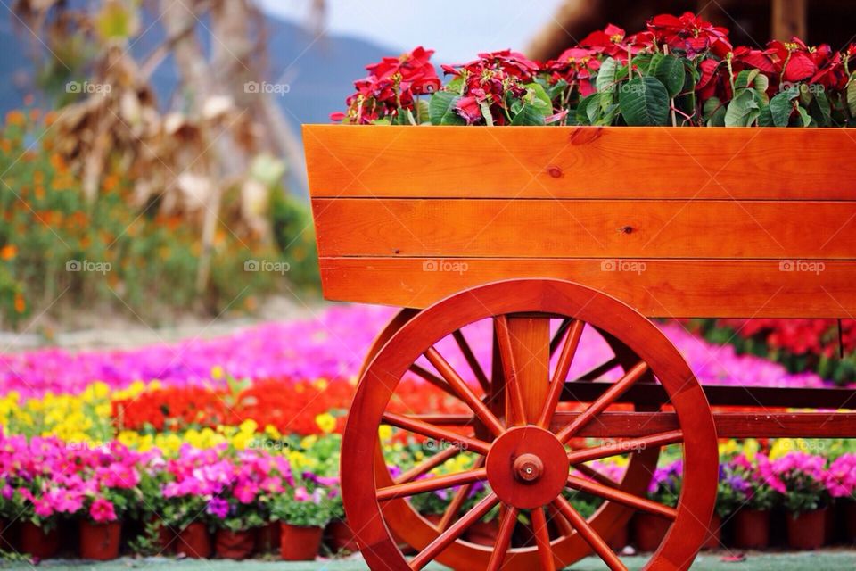 Wheel of Flowers