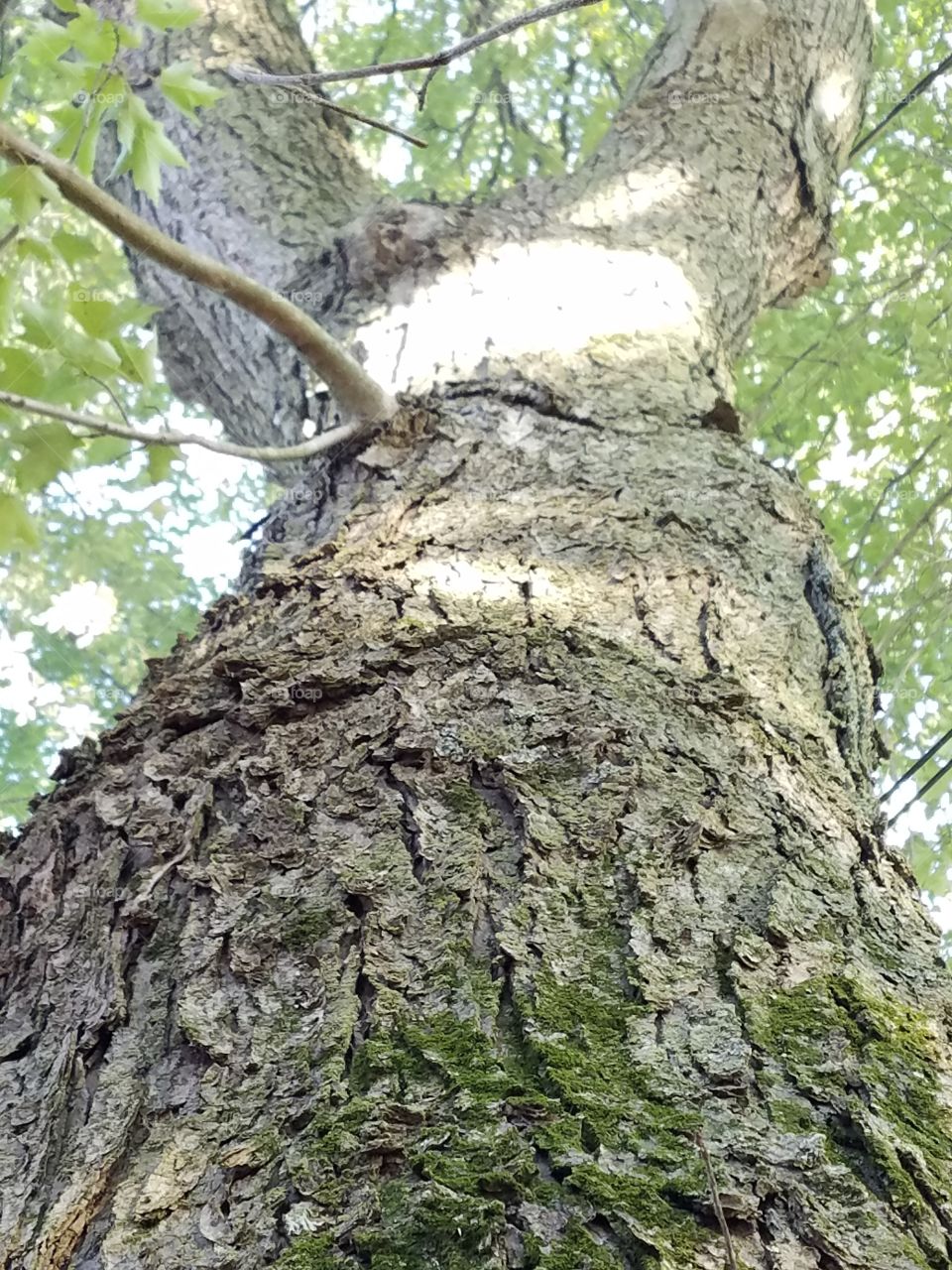 looking up into an old mosd  covered maple tree.