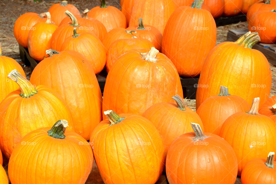 Close-up of fresh pumpkins