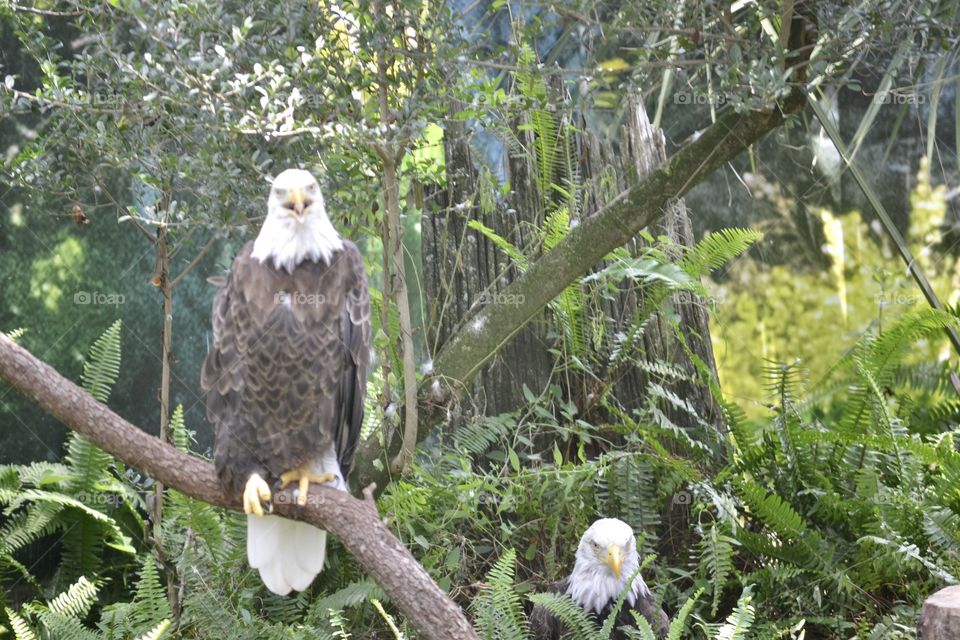 Two bald eagles in natural environment