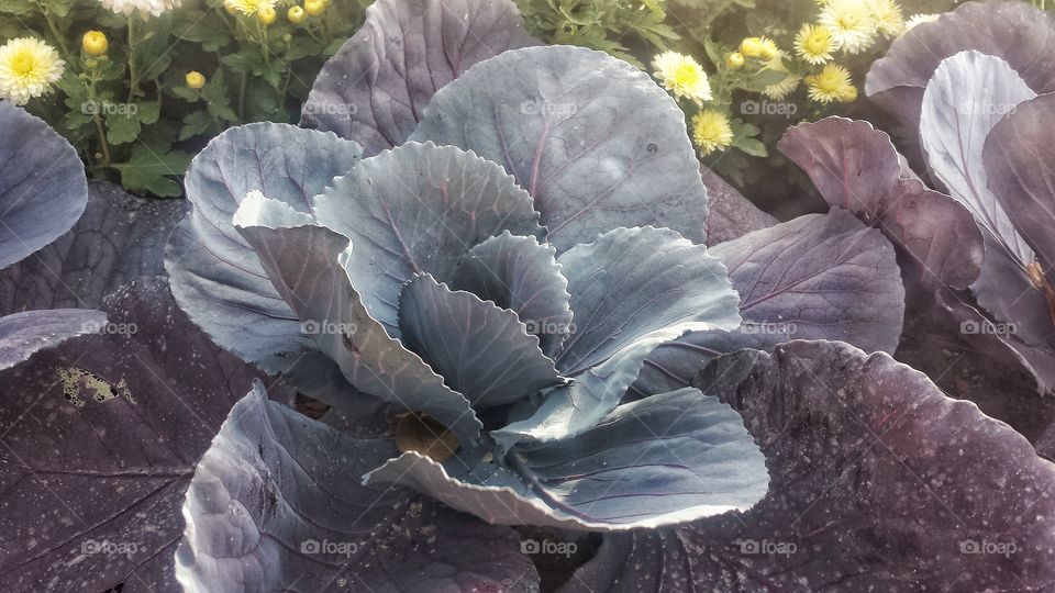 Cabbage Flower