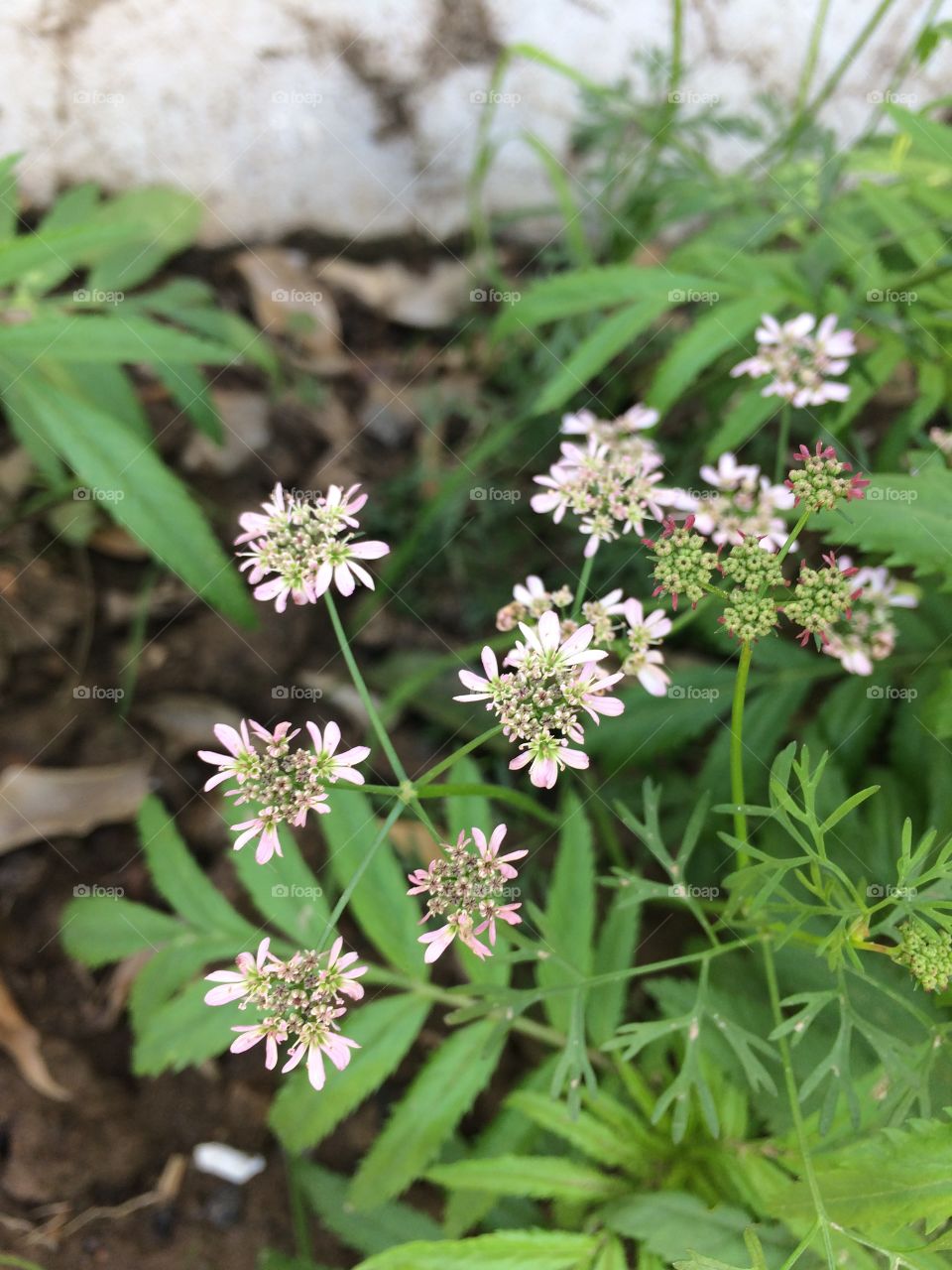 coriander flower